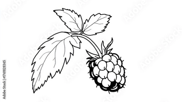 Obraz Simple raspberry illustration