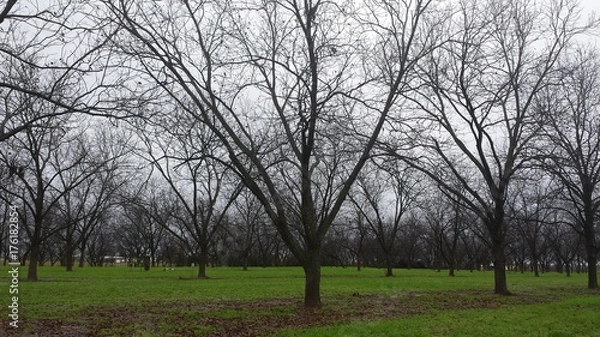 Obraz Pecan Orchard, Georgia