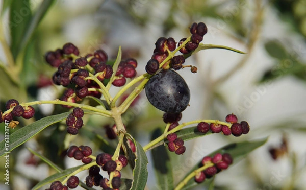 Fototapeta Olivenzweig mit einer schwarzen Olive