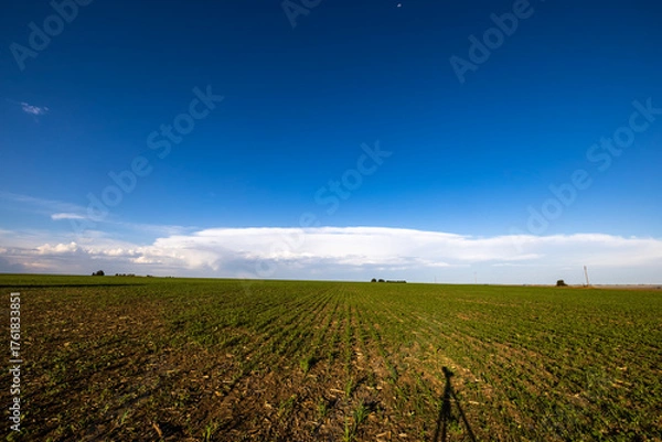 Obraz Young maize green on the field