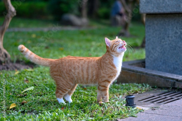 Fototapeta The cat stood on the grass and looked up.