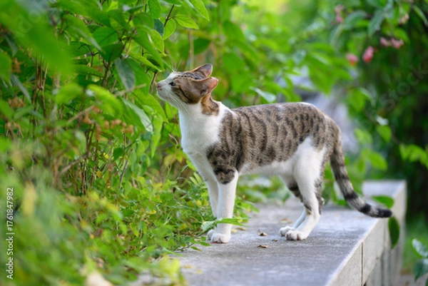 Fototapeta The cat strolls through the garden.