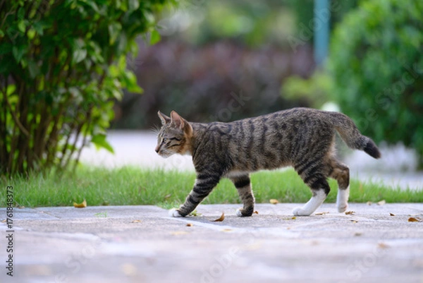 Fototapeta The cat strolls through the garden.