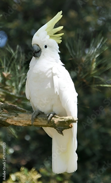 Obraz Sulphur-crested Cockatoo on Branch