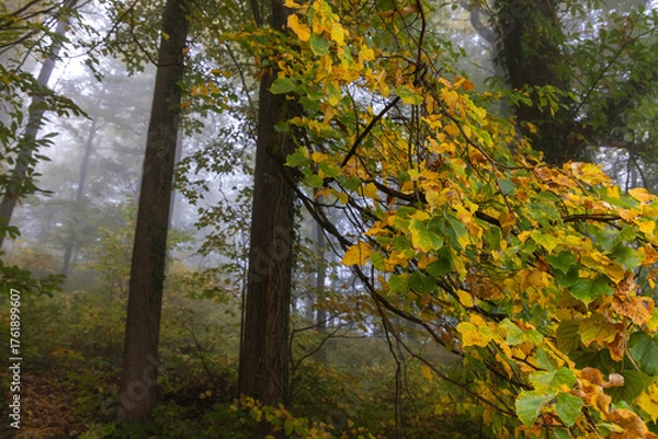 Obraz Linden (Tilia) Leaves Turning Yellow in Misty Autumn Forest