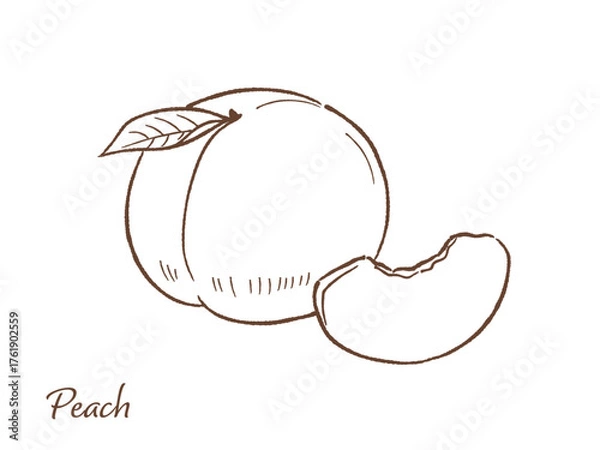Obraz 桃の手描きベクターイラスト