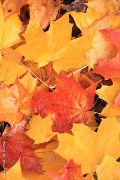 Fototapeta Autumn background - yellow, orange, maroon, purple, and red maple leaves from above. Close-up photo of yellowed leaves scattered on the ground. Background autumn leaves.