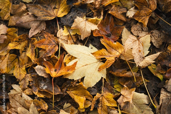 Fototapeta Texture de feuilles mortes sur le sol après la pluie en automne