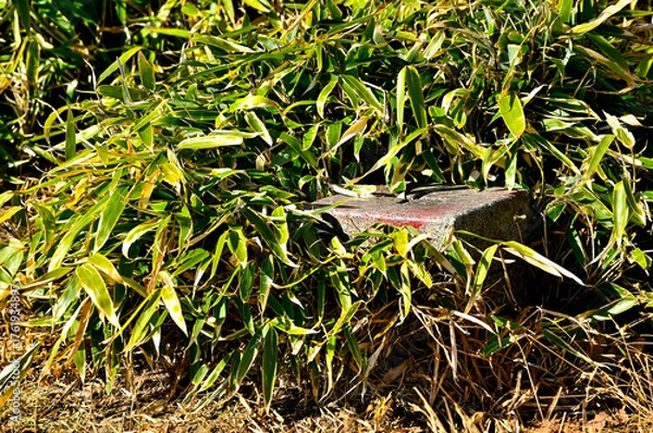 Obraz 天子山地　雨ヶ岳山頂の三角点　三等三角点（雨ヶ岳）
