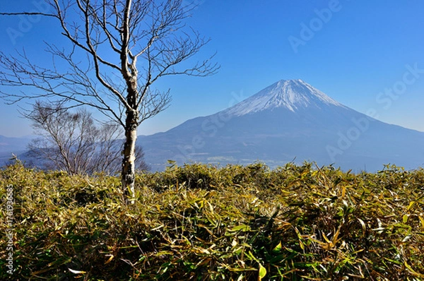 Obraz 天子山地の雨ヶ岳山頂より　亜高山帯の風景に富士山
