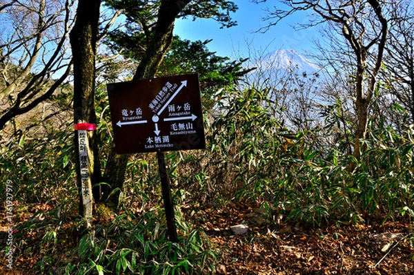 Obraz 天子山地の竜ヶ岳　こもれびの秋模様　ヤマモミジの紅葉
