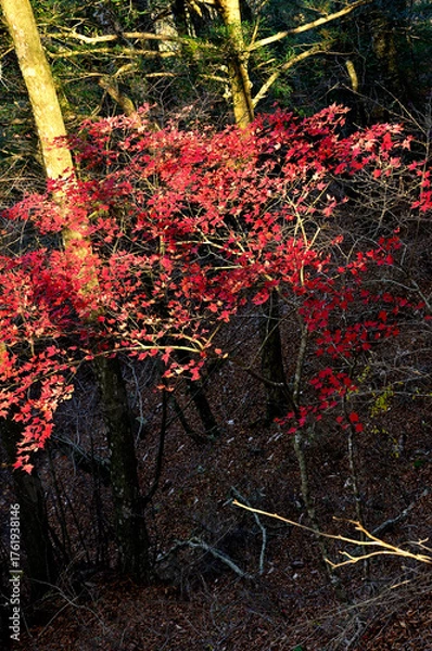 Obraz 天子山地の竜ヶ岳　こもれびの秋模様　ヤマモミジの紅葉

