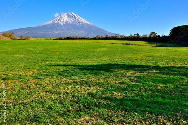Obraz 静岡県富士宮市　朝霧高原の草原から望む雄大な富士山
