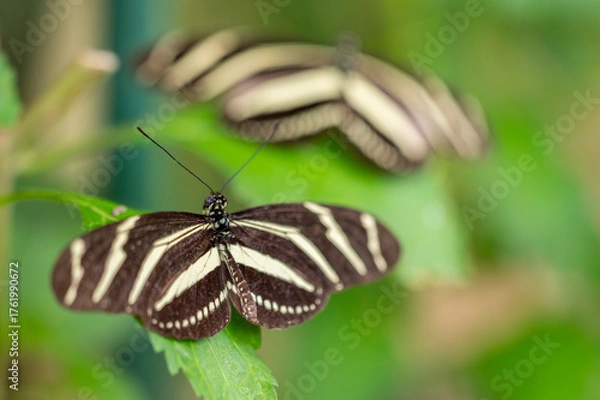 Obraz Zebra Longwing butterfly Heliconius charithonia with black wings and bright white stripes, native to the Americas. Elegant and slender, often seen fluttering among tropical flowers. High quality photo