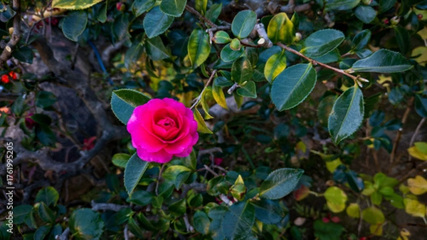 Fototapeta サザンカ（山茶花）