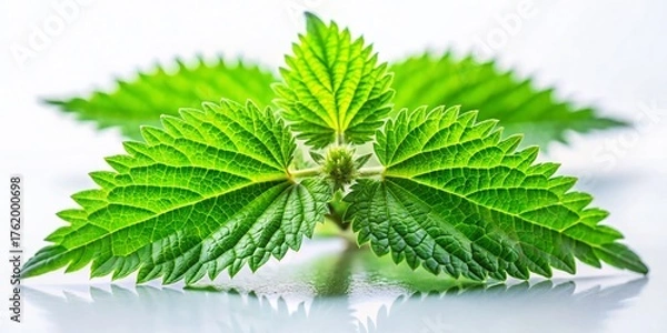 Obraz Miniature Nettle Plant Isolated on White, Tilt-Shift Photography - Stock Photo