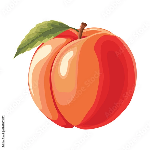 Fototapeta Apricot. Vector illustration. Highlights, shadows, vibrant design.