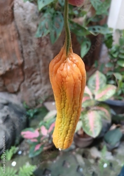 Fototapeta Hand Holding Bitter Melon 