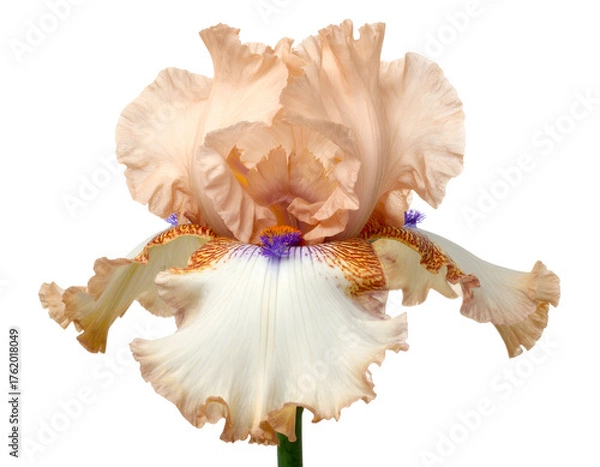 Fototapeta Close-up of a ruffled peach-colored flower with detailed petals on black background