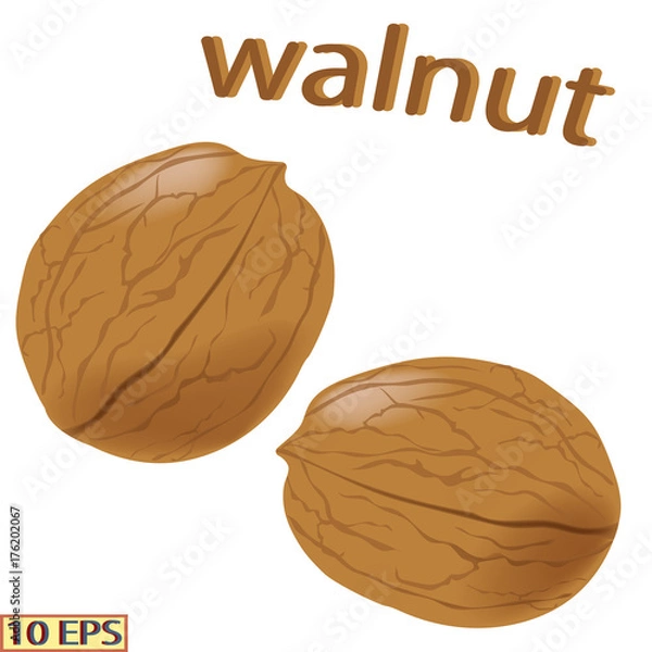 Obraz Walnut isolated on white background. Icon of walnut. Vector illustration.