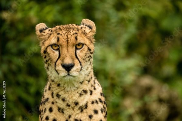 Obraz Porträt eines Geparden