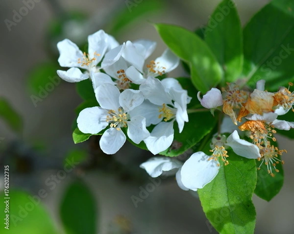 Obraz fleurs de pommier