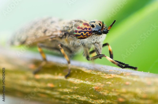 Fototapeta Close-up of a rainbow horsefly with big colorful compound eyes