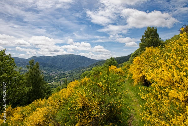 Obraz Les genêts en fleurs