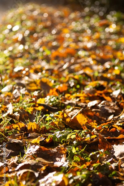 Obraz Autumn Leaves on Ground with Golden Light