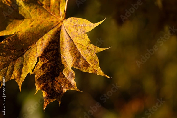Obraz Autumn Maple Leaf with Golden Bokeh Background