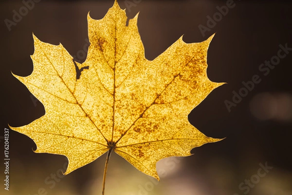 Obraz Autumn Maple Leaf with Golden Bokeh Background