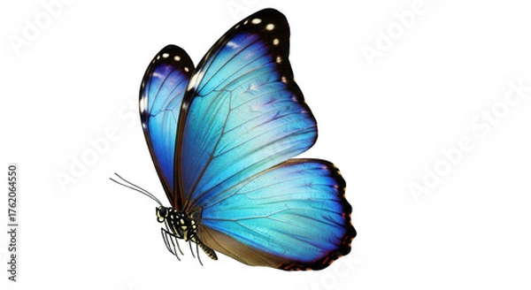 Fototapeta Blue Morpho Butterfly with Intricate Wing Patterns on Black Background