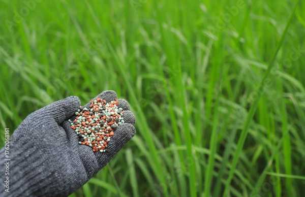 Fototapeta farmer hand hold chemical fertilize for using in green rice filed before harvesting