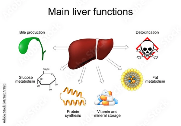 Fototapeta Main liver functions. Metabolism