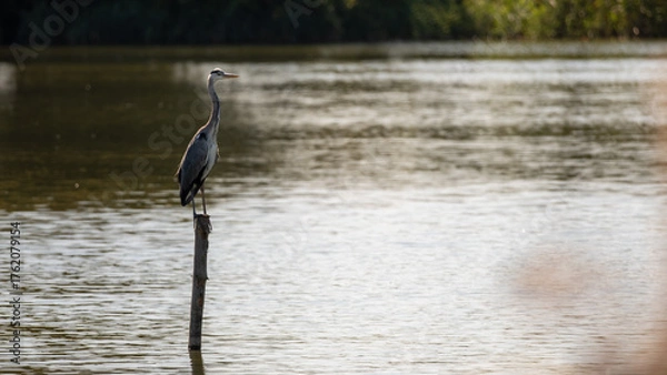 Fototapeta Czapla Siwa, stojąca na palu na stawie. Dolina Baryczy.