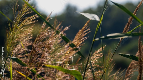 Fototapeta Trzciny nad stawem. Dolina Baryczy