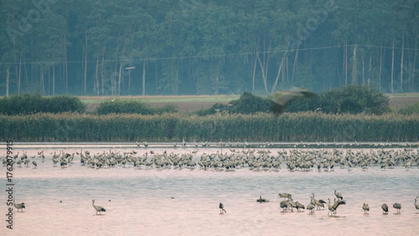 Fototapeta Dzikie Ptaki w Dolinie Baryczy.  Zurawie