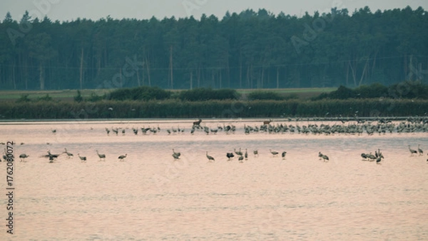 Fototapeta Dzikie Ptaki w Dolinie Baryczy.  Zurawie