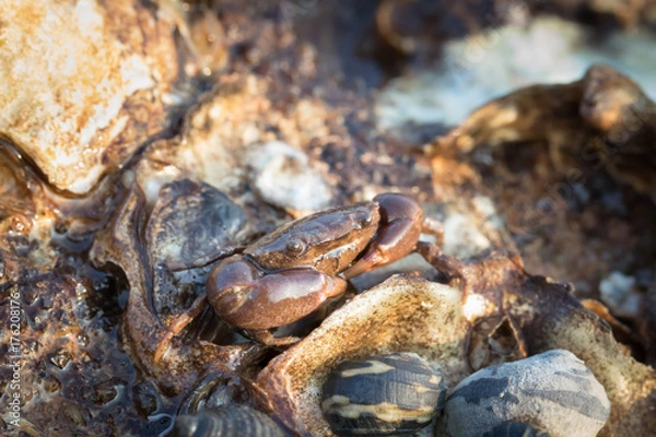 Obraz Sea Crab