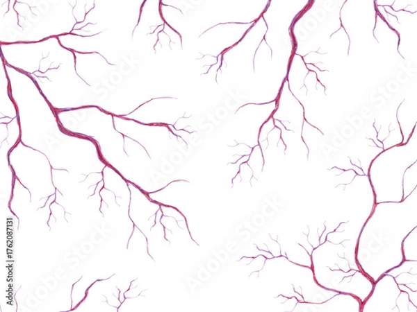 Fototapeta 毛細血管　イラスト素材
