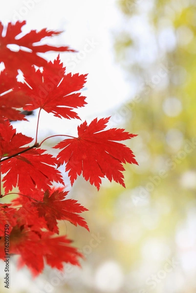 Obraz red maple leaves