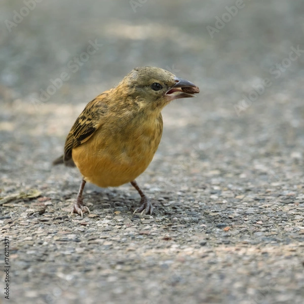 Obraz Female Chestnut and Black Weaver searching for food on pavement