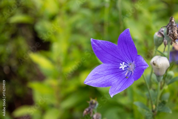 Obraz 青紫の桔梗の花