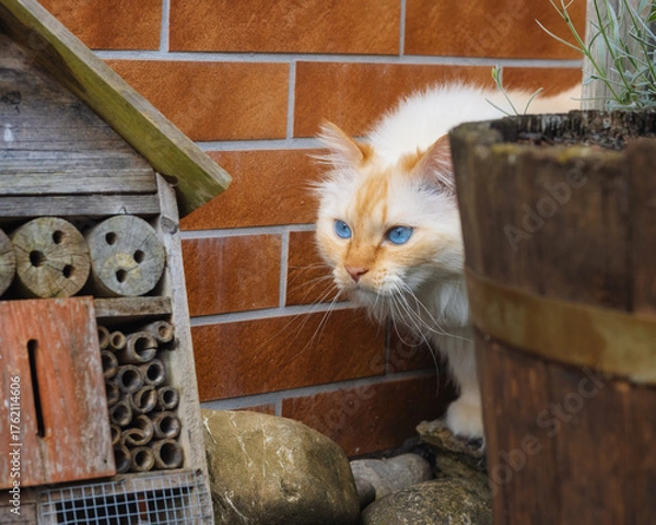 Obraz Blue-eyed cat appears between a wooden planter, a brick wall and a bug hotel