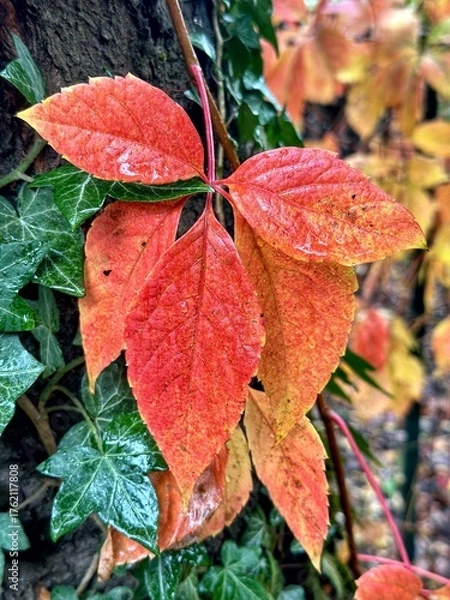Obraz  Feuilles rouges en automne 