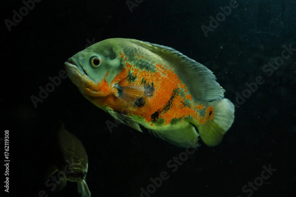 Obraz Very beautiful fish