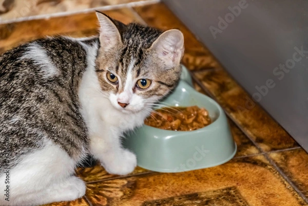 Obraz The cat eats food while sitting on the kitchen floor