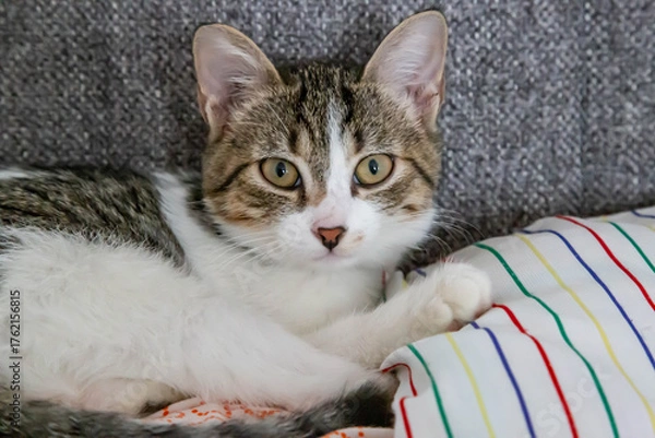 Fototapeta The cat sitting on the sofa next to the pillow
