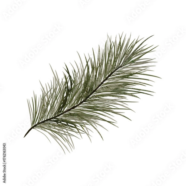 Obraz Fir branch botanical watercolor illustration