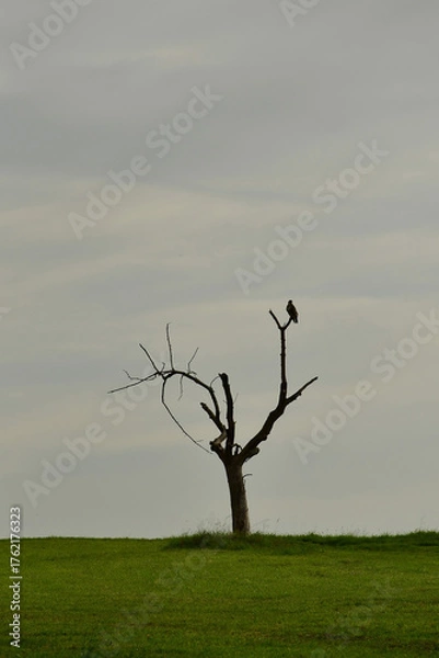 Obraz Buzzard on a dead old tree